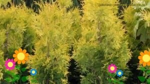 Туя западная Голден Брабант. Краткий обзор, описание характеристик thuja occidentalis Golden Braban