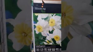 НАРЦИССЫ  многоцветковые. ВЕСНА В САДУ  #нарциссы #ЛУКОВИЧНЫЕ #купитьнарциссы