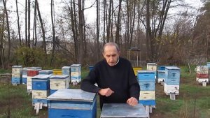 Трехкратная изоляция маток в годовом цикле - профилактика болезней. 23.10.2019г.