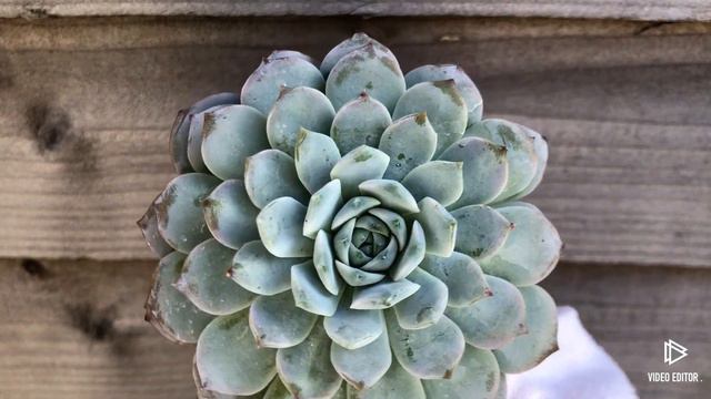 Echeveria Amazing Grace смотреть онлайн