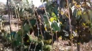 ВИНОГРАД КЕША ОПИСАНИЕ СОРТА