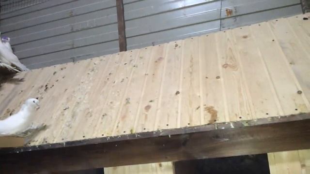 голуби Северного Кавказа и Кубани смотреть онлайн