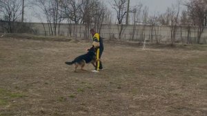 Работа фигуранта на соревнованиях