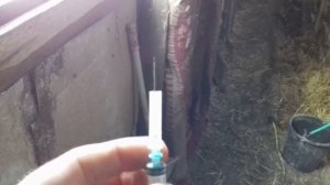 Поросятам 4 дня. Ставим железо и витамины. Как делать уколы маленьким поросятам.