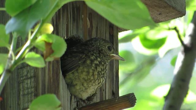 Птенец покидает "гнездо". смотреть онлайн
