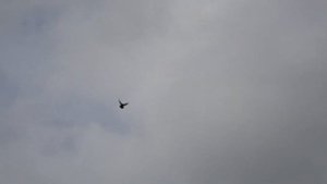 В гостях в Сергиев Посаде Армянские бойные голуби) Armenian pigeons