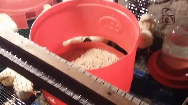 КАК СОЗДАТЬ УСЛОВИЯ  ДЛЯ  ВЫРАЩИВАНИЯ КУРЕЙ БРОЙЛЕРОВ И МОЖНО ЛИ ЗАРАБОТАТЬ ДЕНЬГИ ТАКИМ СПОСОБОМ