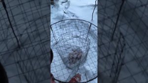 Живоловушка на лису