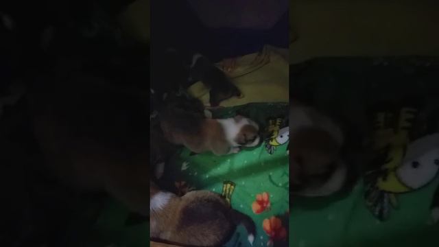 У щенков вельш корги пемброк начинаются приключения и забавы))) смотреть онлайн