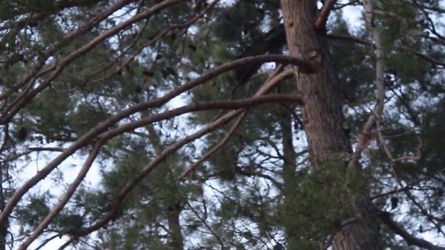 Геленджик ПАВЛИНЫ МЯУКАЮТ Gelendzhik February Peacocks смотреть онлайн