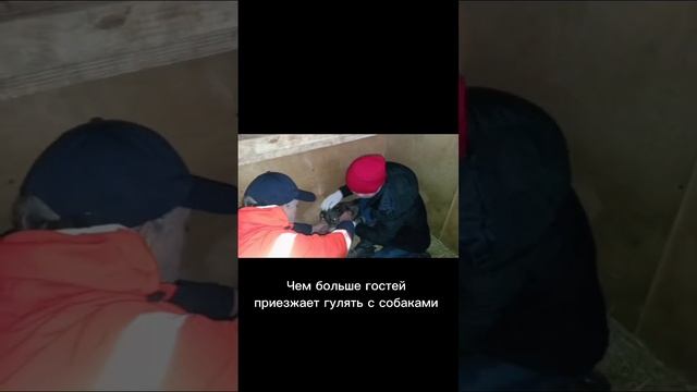 Сборы сложной собаки на прогулку. Приют Некрасовка