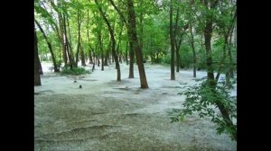 Банд Одесса Тополя