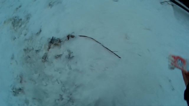 Помощь бездомным животным