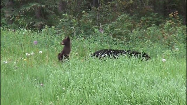 Природа и животный мир. Красота мощи русского медведя. смотреть онлайн