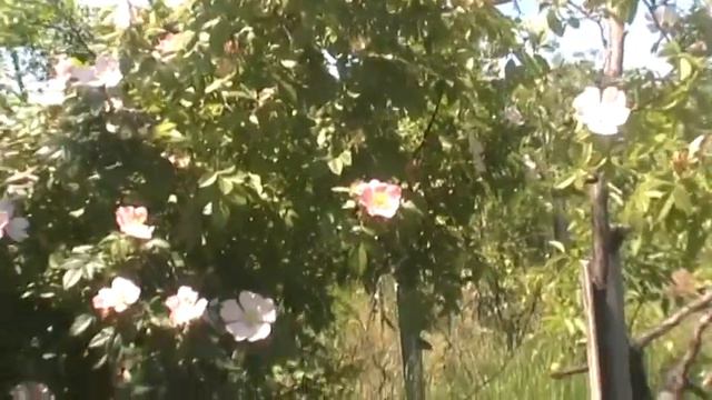 Шиповник цветёт