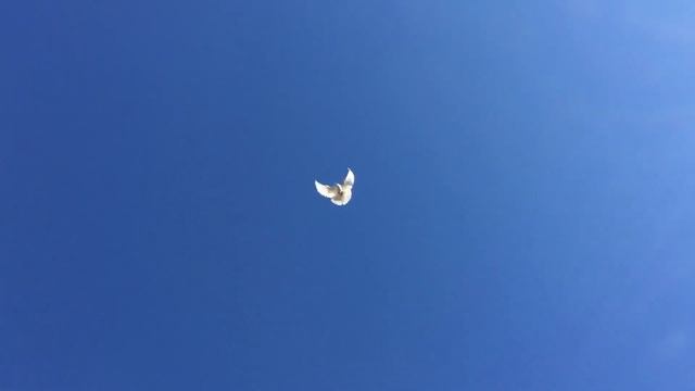 Николаевские голуби. Немного о белых. смотреть онлайн