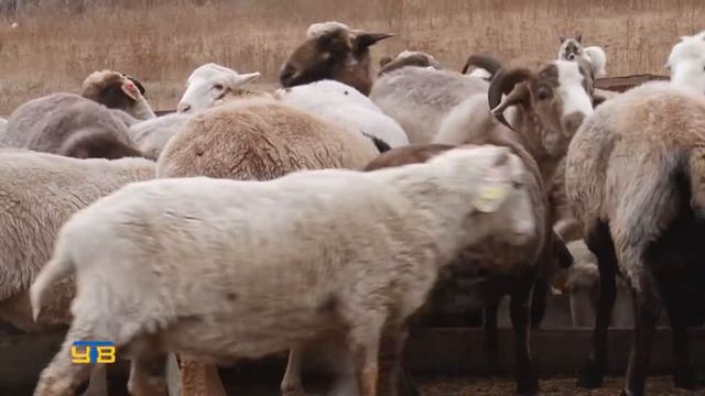 Овцеводство как альтернатива разведению КРС смотреть онлайн