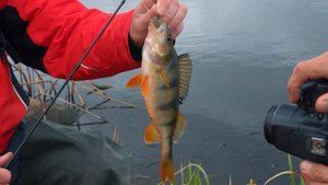 Анонс. ОиР.На рыбалку с Кузьминым-3.