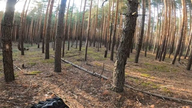 Деревня эндуро AVANTIS FX 250 LUX Regulmoto ZR 250. Тренировка в сосновом лесу (Эпизод 20). смотреть онлайн