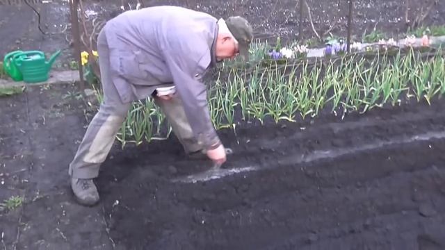 Сеем морковь. Морковь на грядке. смотреть онлайн