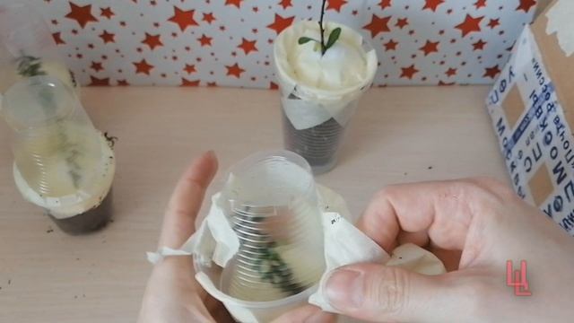 распаковка посылки с редкими растениями | комнатные растения почтой | пополнение коллекции смотреть онлайн