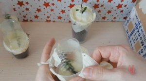 распаковка посылки с редкими растениями | комнатные растения почтой | пополнение коллекции