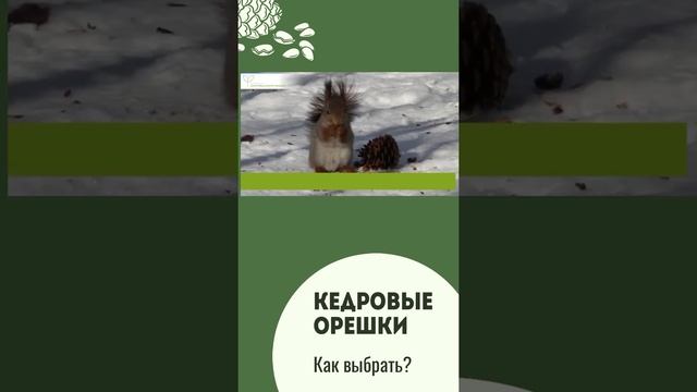 Как выбирать кедровые орешки