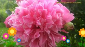 Пион молочноцветковый Джакорма. Краткий обзор, описание характеристик paeonia lactiflora Jacorma