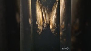 Скумбрия холодного копчения.Скумбрия сухим посолом.Скумбрия в рассоле,для копчения.