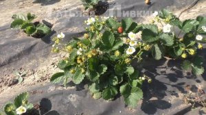 #Земляника/клубника крупноплодная, 9 АВГУСТА 2016 год