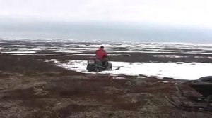 СХПК "Тундра". Сохраняя и развивая оленеводство.