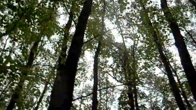 Санаторий им. Ленина — в лесу 02 смотреть онлайн