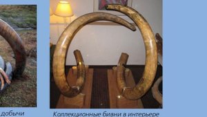 О бивнях мамонтов