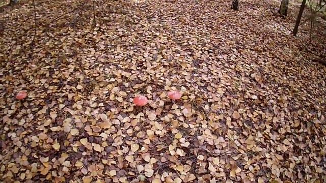 поход за грибами смотреть онлайн