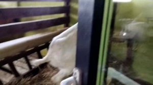 Вросший в голову козе рог отпиливаем// Вяленые бананы в дегидраторе