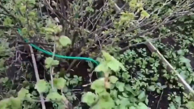 Весенняя обрезка черной смородины. Показываю подробно весь процесс. смотреть онлайн