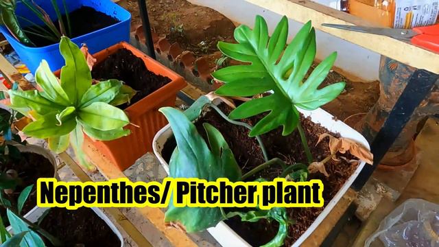 My garden | my water garden | Lotus and water Lilly смотреть онлайн