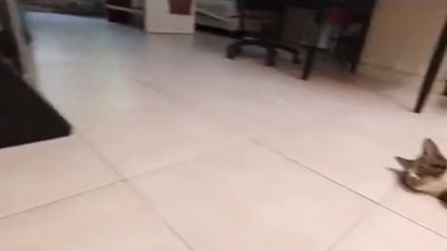 Смеется тот, кто смеется последний! (1).mp4 смотреть онлайн