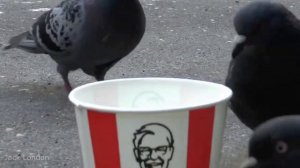 Евгений Курский - Голуби (HD 1280x720)