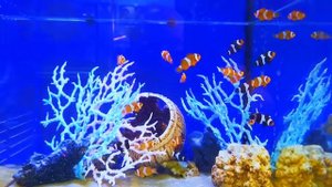 Рыба клоун, или амфиприон (Amphiprion)