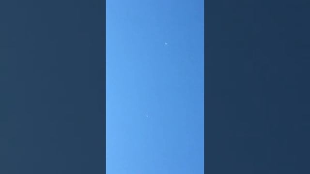 Пакистанские бойные высоколётные голуби