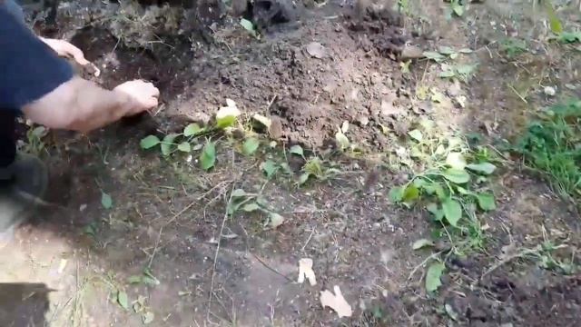 #Сажаем_грибы_на_даче#Купили_мицелий#Белый_сосновый_гриб