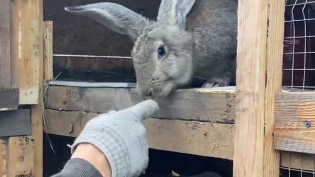 КАК ОПРЕДЕЛИТЬ БЕРЕМЕННОСТЬ КРОЛЬЧИХ |КРОЛИКОВОДСТВО ДЛЯ НАЧИНАЮЩИХ