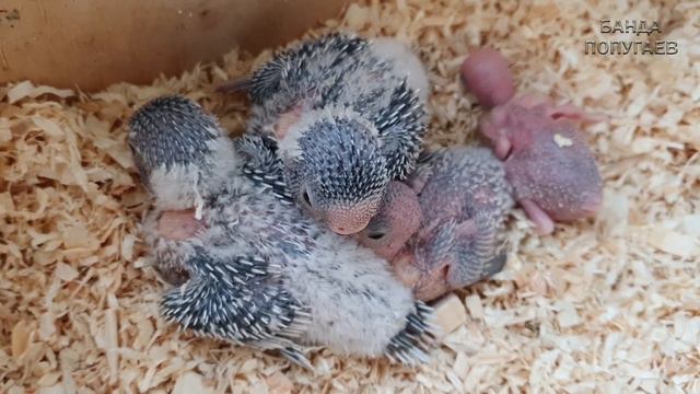 Мой день в птичнике 🐦 смотреть онлайн