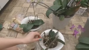 Орхидеи в горшках LECHUZA (Лечуза) в горшках с автополивом (фитильным поливом) Часть 1