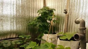 Освещение для теплиц и оранжерей Lighting for greenhouses and greenhouses