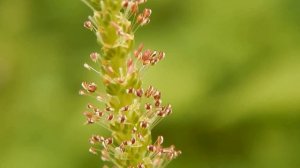 Подорожник большой или обыкновенный Plantágo májor