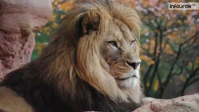 Окружающий мир. Животные жарких стран.