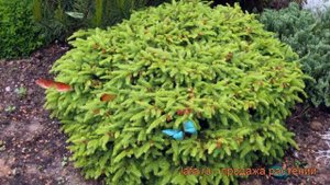 Ель обыкновенная Нидиформис (picea abies nidiformis) ? обзор: как сажать, саженцы ели Нидиформис