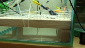 РАЗВЕДЕНИЕ ДАНИО ГЛОФИШ ЛЕГКО И ПРОСТО | breeding danio glofish is easy and simple